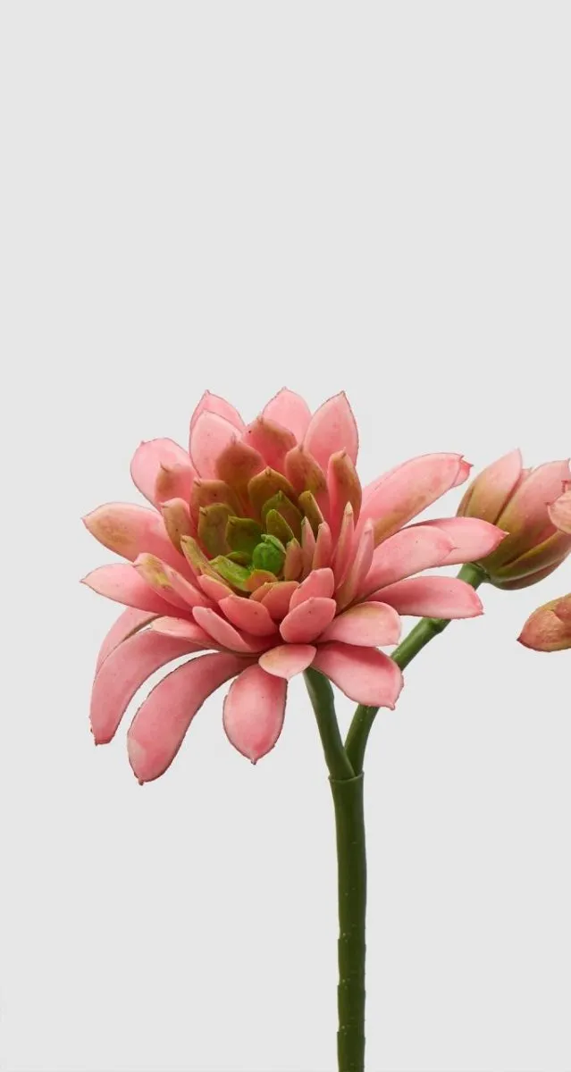 Edg - ramo echeveria olis rosa h 18cm | rohome